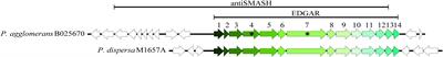 The Integration of Genome Mining, Comparative Genomics, and Functional Genetics for Biosynthetic Gene Cluster Identification